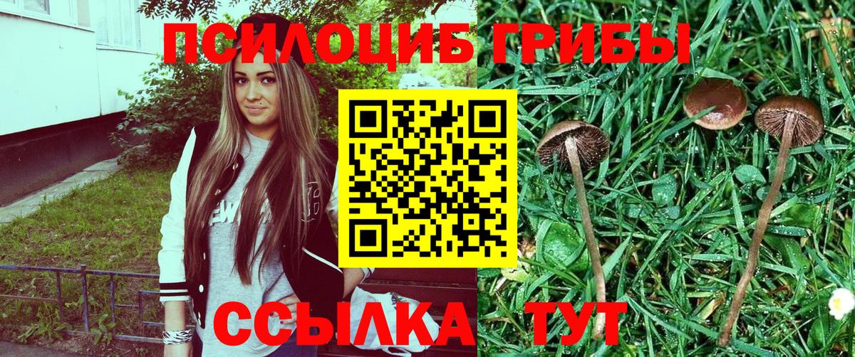 Псилоцибиновые грибы Psilocybe Воронеж